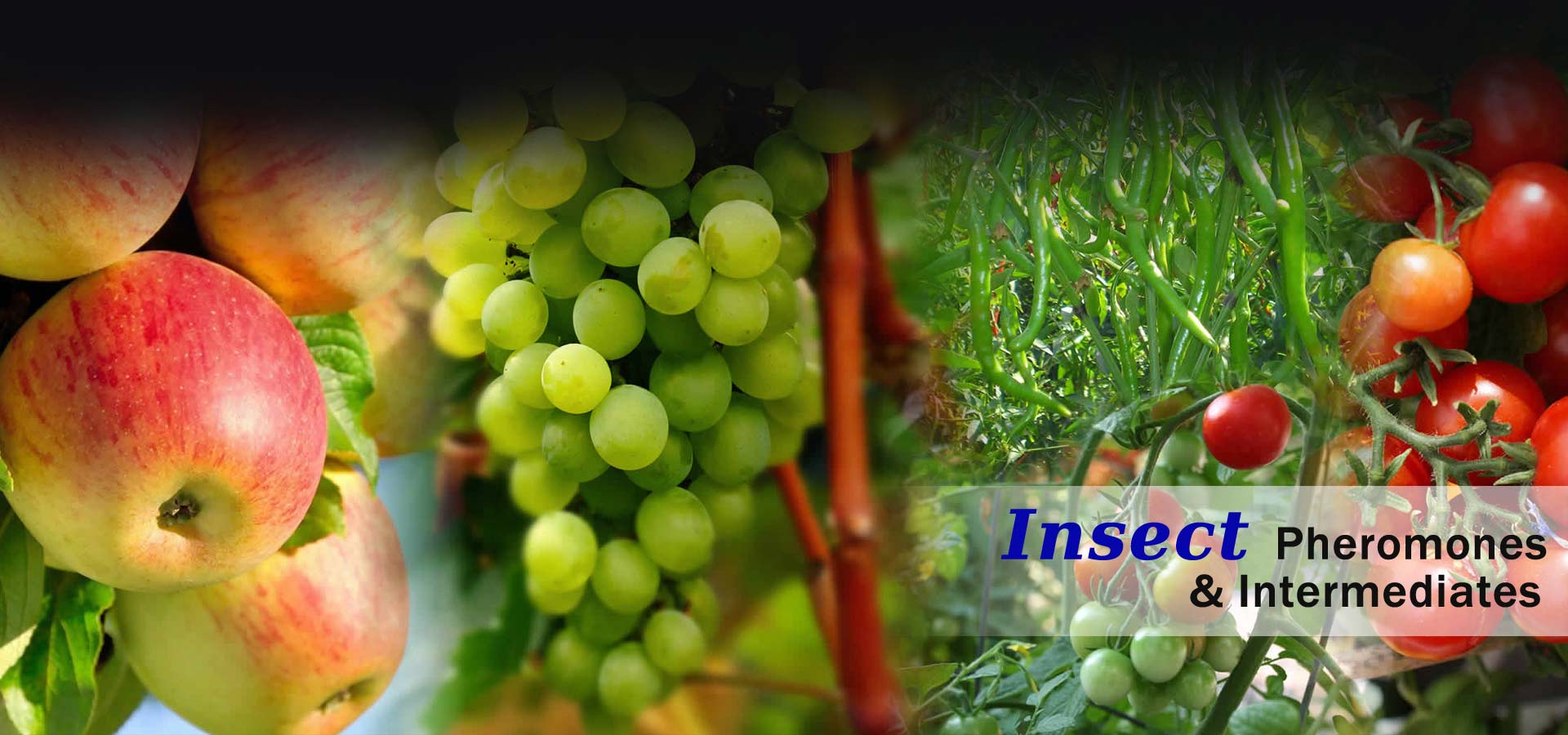 Insect Pheromones and Intermediates