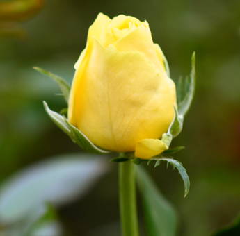 Solaire Roses