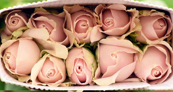 Sweet Avalanche Roses