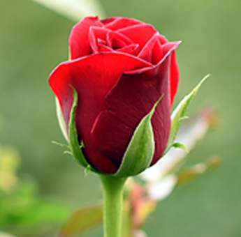 Top Secret Roses